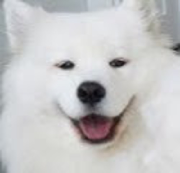 Meet your Posher, Flooflewoofle - Picture 1 of 1